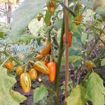 Solanum melongena var. esculentum 'Striped Toga' - 