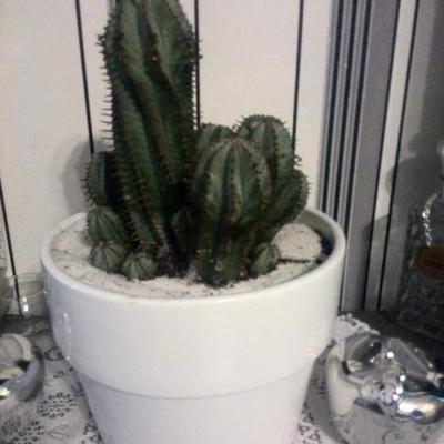 Euphorbia horrida - 