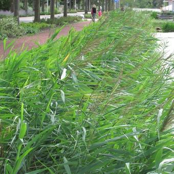 Phragmites australis