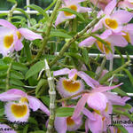 Dendrobium loddigesii - 