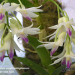 Dendrobium amethystoglossum - 