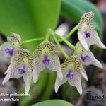 Bulbophyllum guttulatum - 