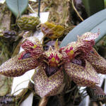 Bulbophyllum frostii - 