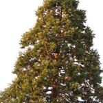Sequoiadendron giganteum - Séquoia géant
