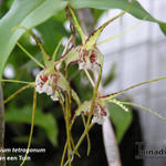 Dendrobium tetragonum - 