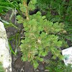Picea pungens 'Lucky Strike'   - 