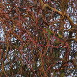 Salix 'Erythroflexuosa' - SAULE TORTUEUX, SAULE TORTUEUX DORÉ