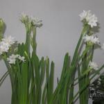 Narcissus papyraceus  - Weihnachts-Narzisse