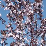 Prunus cerasifera 'Nigra'  - 