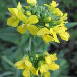 Brassica rapa subsp. rapa - Navet potager