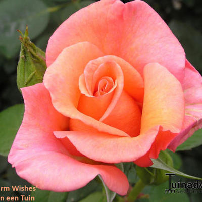 Rosa 'Warm Wishes'  - 