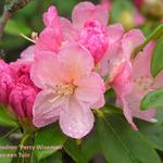 Rhododendron 'Percy Wiseman' - 