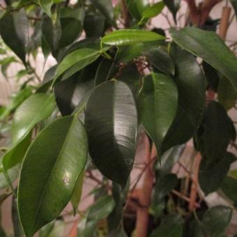 Ficus benjamina