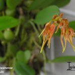 Bulbophyllum taiwanense - 