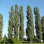 Populus nigra 'Italica' - PEUPLIER D'ITALIE - Populus nigra 'Italica'