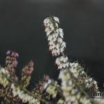 Erica carnea f. alba 'Isabell' - 