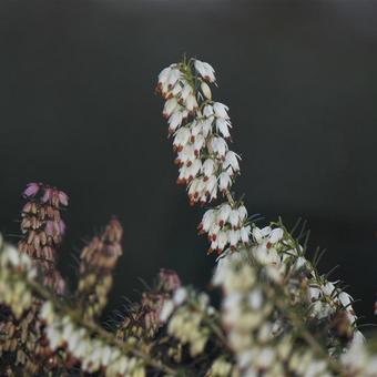 Erica carnea f. alba 'Isabell'
