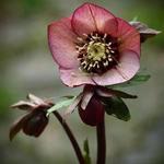 Helleborus orientalis - Rose de carême