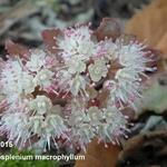 Chrysosplenium macrophyllum - 