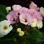 Primula vulgaris 'Bellerose' - 