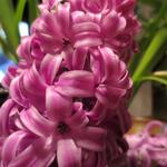 Hyacinthus orientalis 'Purple Sensation' - 