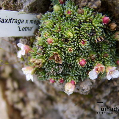 Saxifraga x megaseaeflora 'Letna' - 