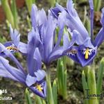 Iris reticulata - Netzblatt-Schwertlilie