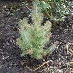 Pinus pinea 'Silver Crest' - 