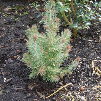 Pinus pinea 'Silver Crest'