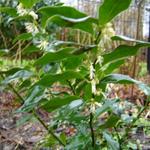 Sarcococca ruscifolia - 