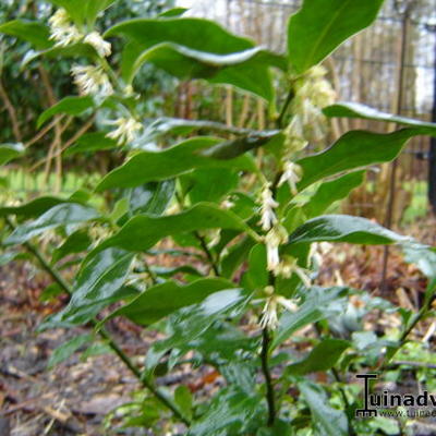 Sarcococca ruscifolia - 