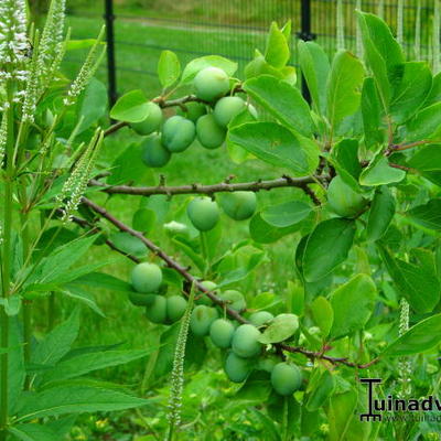 Prunus domestica 'Opal' - 