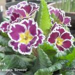 Primula vulgaris 'Sirocco' - 