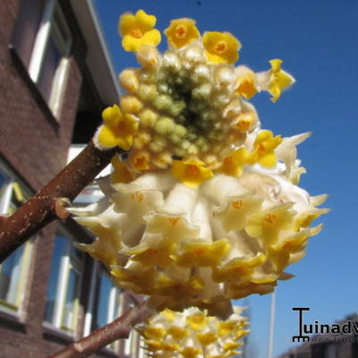 Edgeworthia tomentosa - Edgeworthia chrysantha