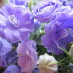 Campanula cochleariifolia 'Blue Wonder' - 