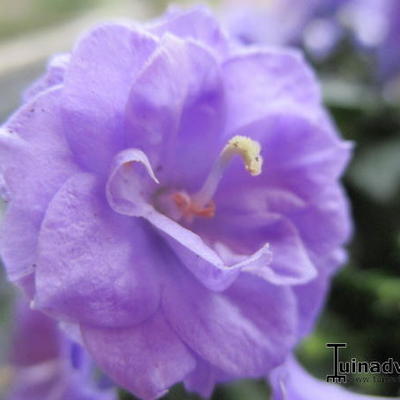 Campanula cochleariifolia 'Blue Wonder' - 