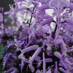 Plectranthus 'Mona Lavender' - 