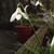 Galanthus woronowii