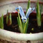 Iris reticulata 'Pixie' - 