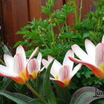 Tulipa 'Heart's Delight' - 