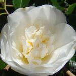 Camellia japonica 'Elegans Champagne' - 