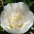 Camellia japonica 'Elegans Champagne'