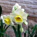 Narcissus tazetta 'Avalanche' - 
