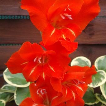Gladiolus x grandiflorus