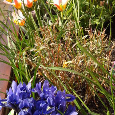 Iris reticulata 'Harmony' - 