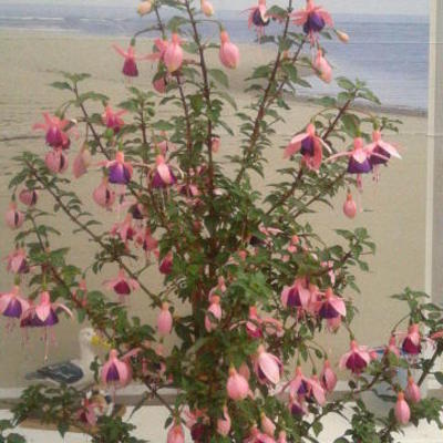 Fuchsia 'Lambada' - 