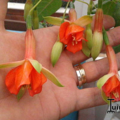 Fuchsia 'Tangerine' - 