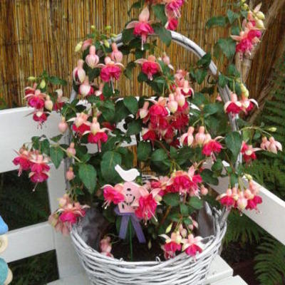Fuchsia 'Garden News' - 