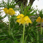 Fritillaria imperialis - Kaiserkrone