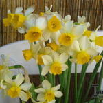 Narcissus 'Topolino' - Narcissus 'Topolino'